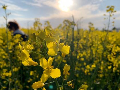 Foto: Rapsblüte in Großaufnahme